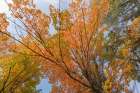 USA, Michigan, Ottawa National Forest. Scenic of maple leaves in autumn. Art Print
